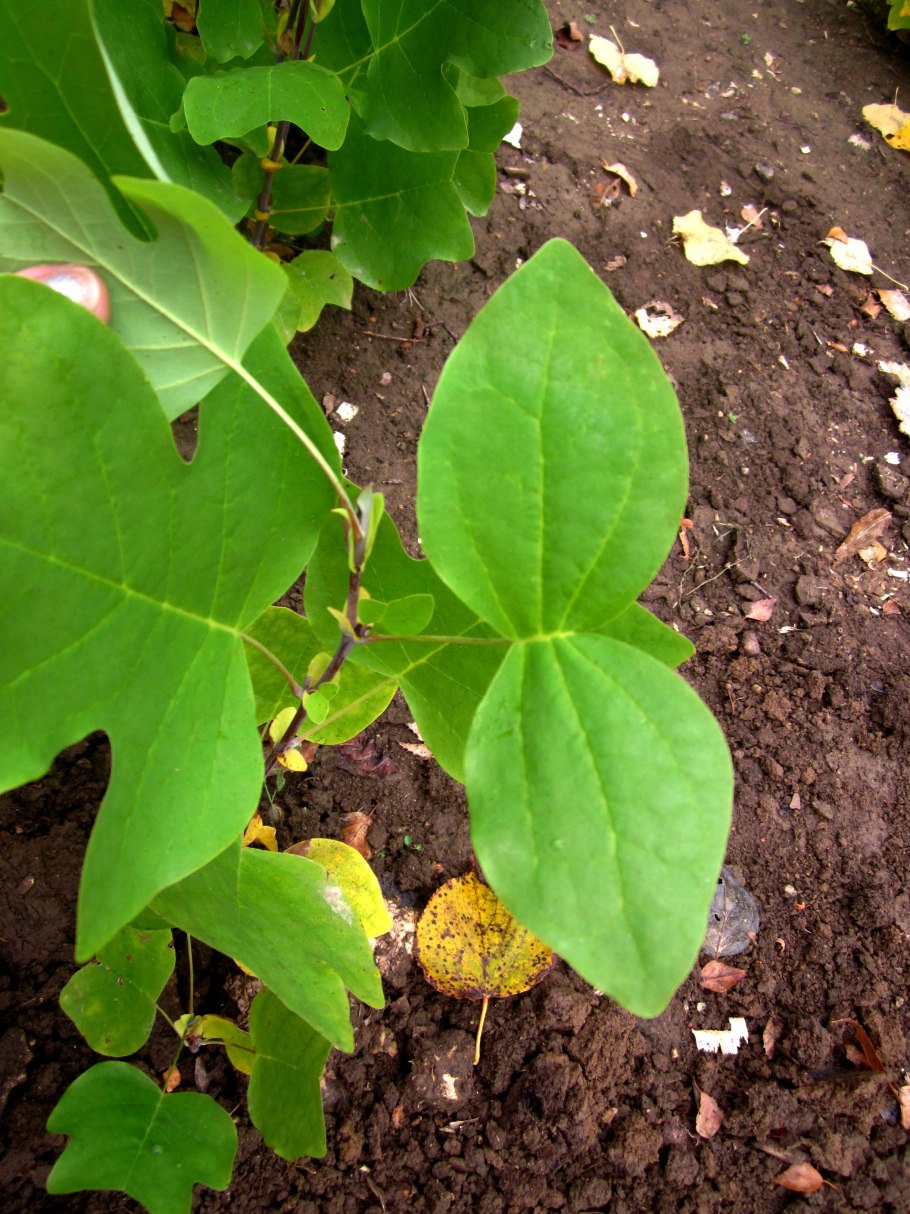 Тюльпановое дерево желтое
