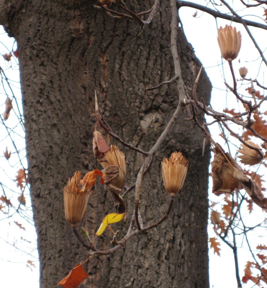 Тюльпановое дерево семена