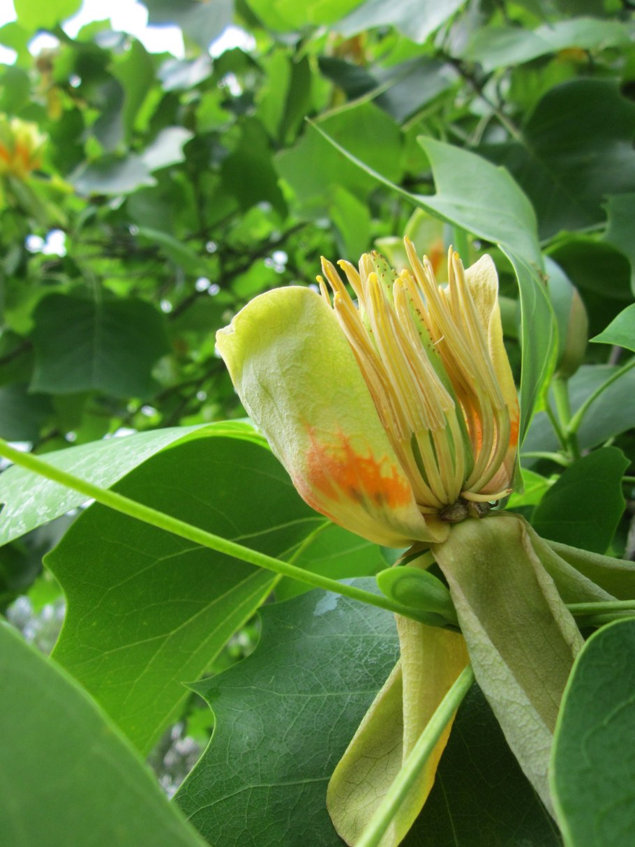 Спатодея тюльпановое дерево