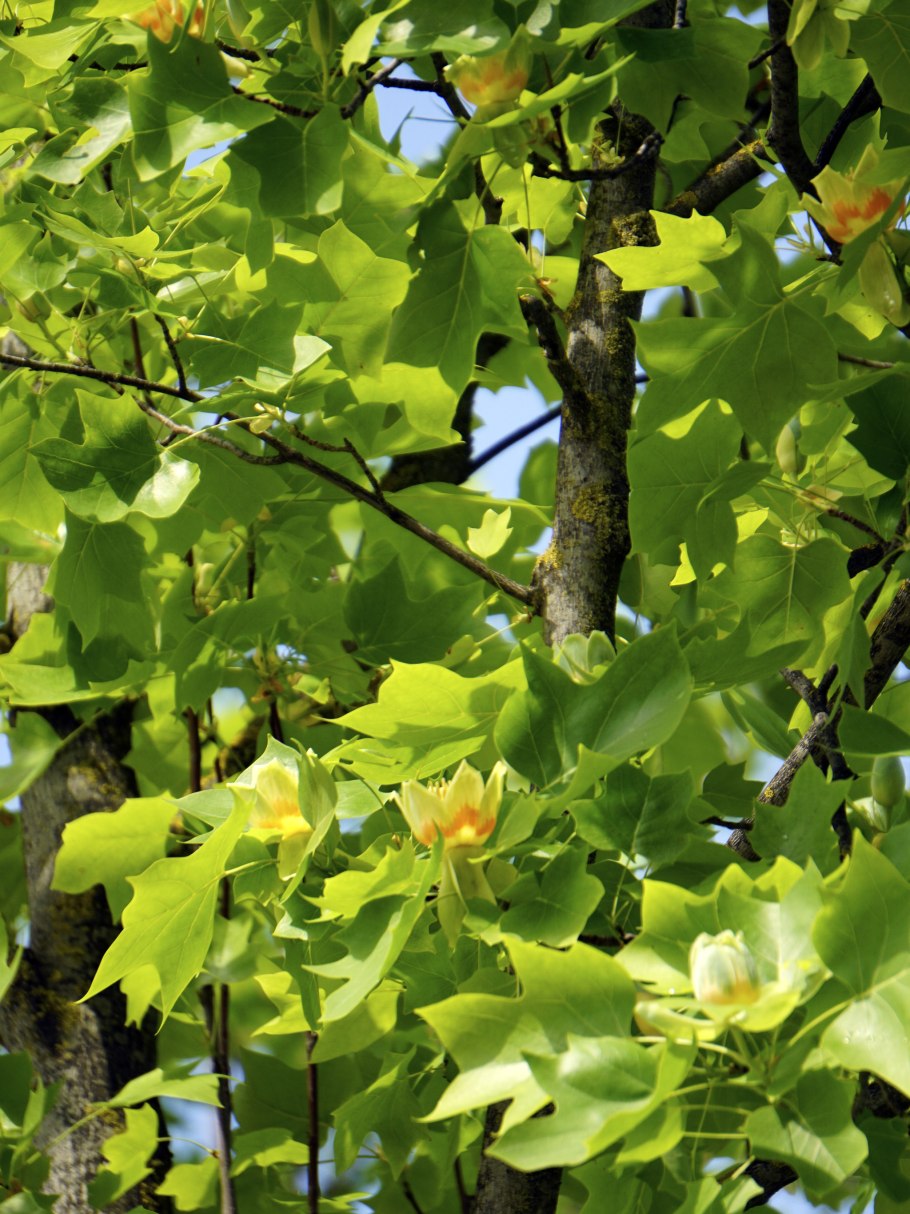 Тюльпановое дерево Ахтубинск