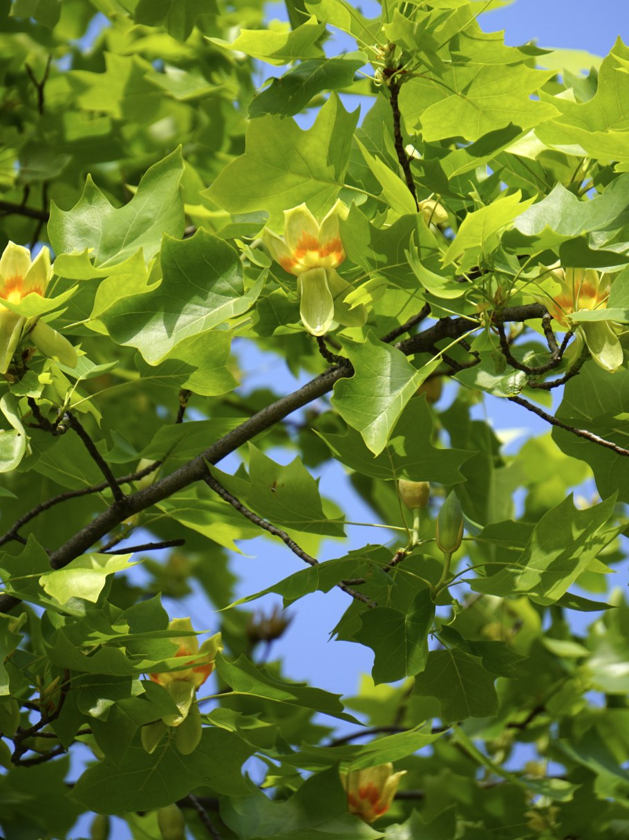 Тюльпанное дерево Лириодендрон китайский