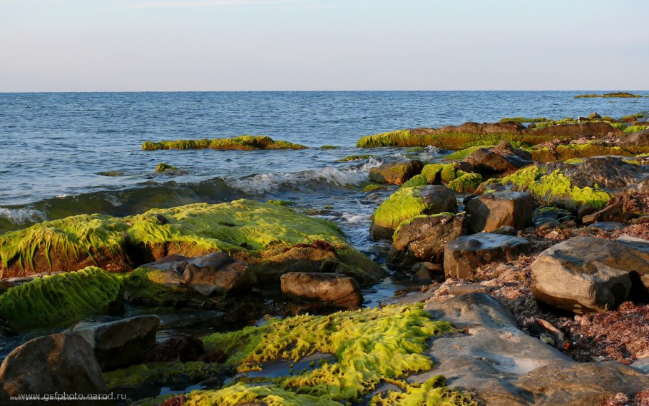 Водоросли на камнях в море