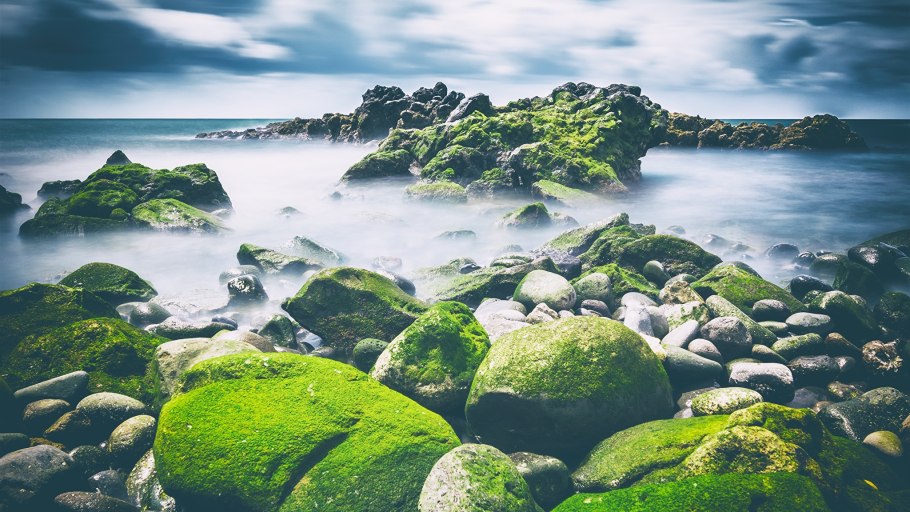 Морские водоросли растущие на камнях