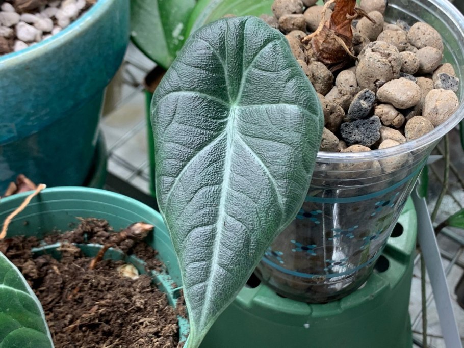 Размножение алоказии (пошагово)