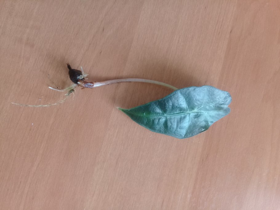 Алоказия детка Полли