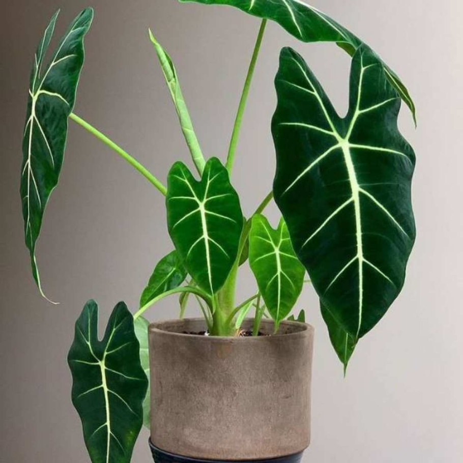 Алоказия айвори Кост фото