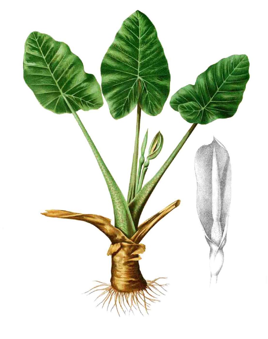 Алоказия Амазоника цветет