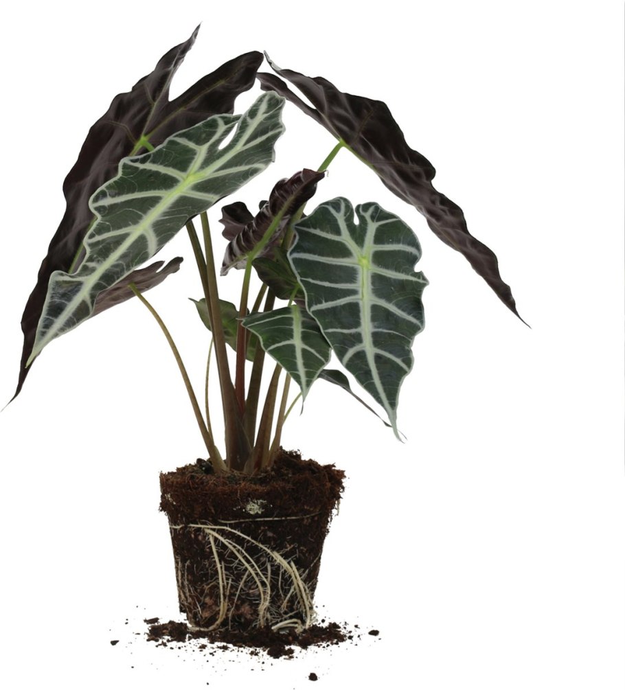 Алоказия луковичная