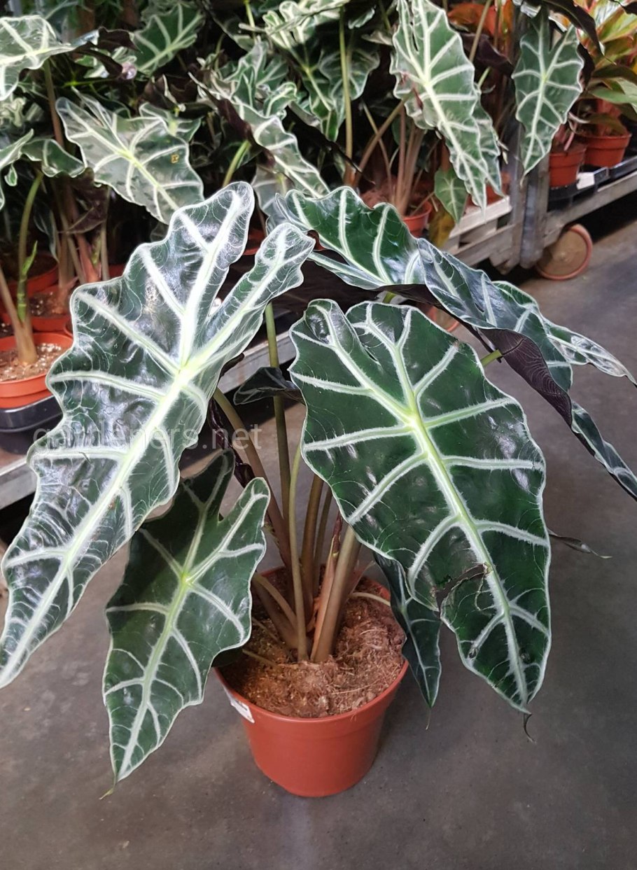 Алоказия Арум трилистник