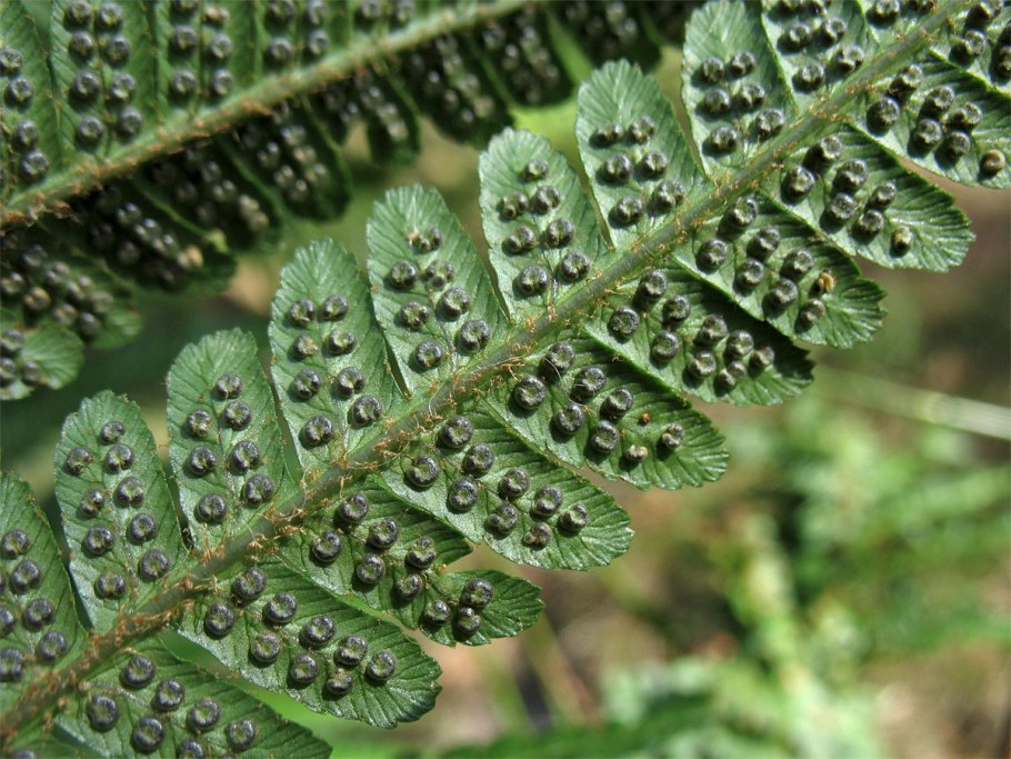 Щитовник dryopteris affinis