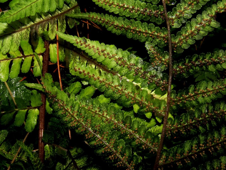 Dryopteris barnesii