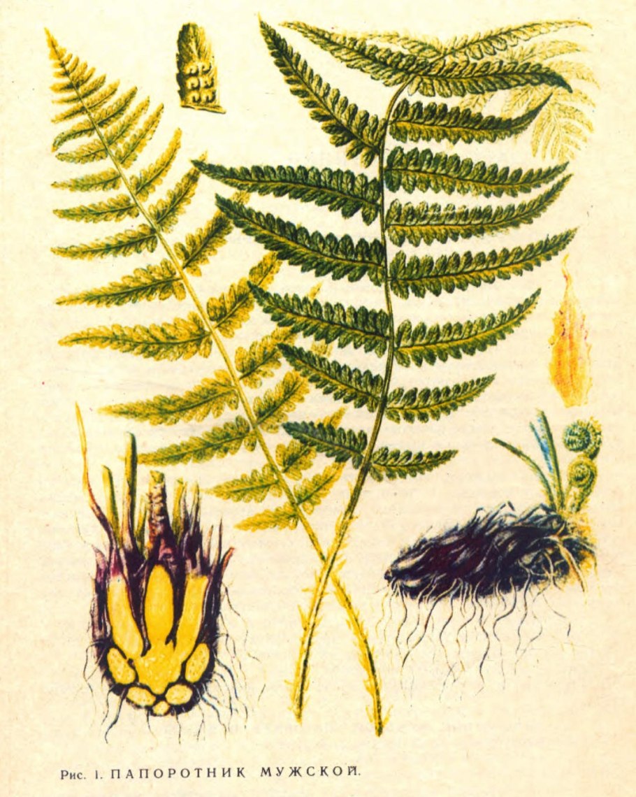 Щитовник красносорусовый (dryopteris erythrosora)