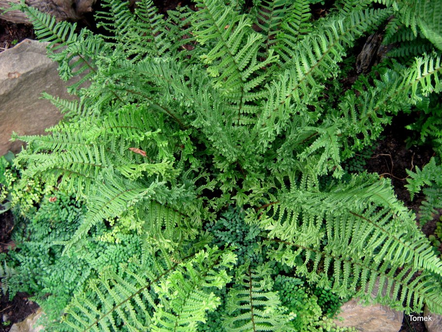 Щитовник гребенчатый