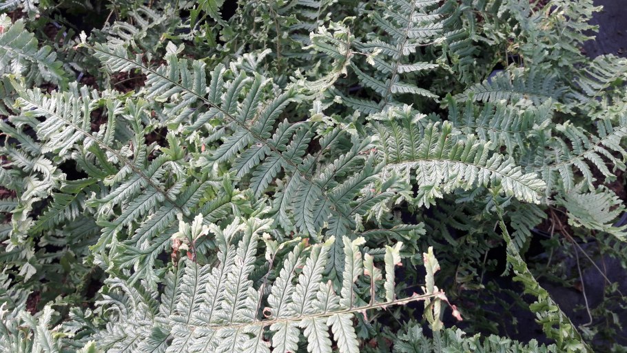 Папоротник кочедыжник ниппонский