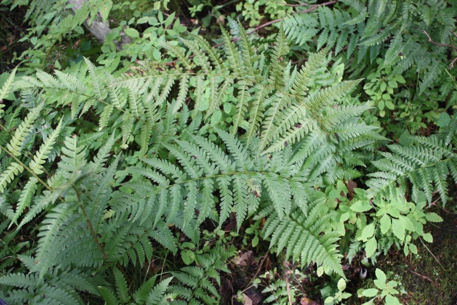 Дриоптерис аффинис