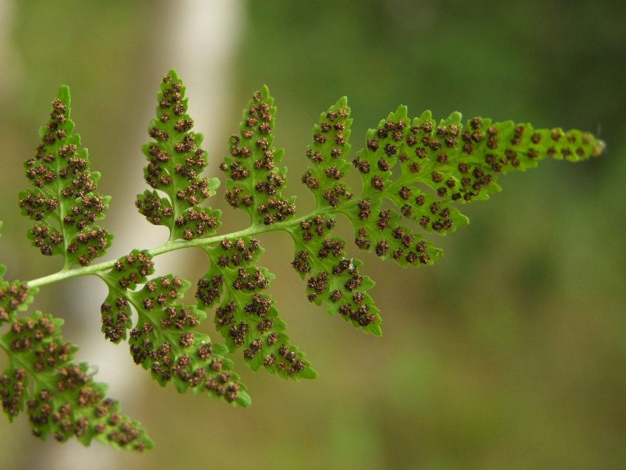 Dryopteris filix mas Furcans