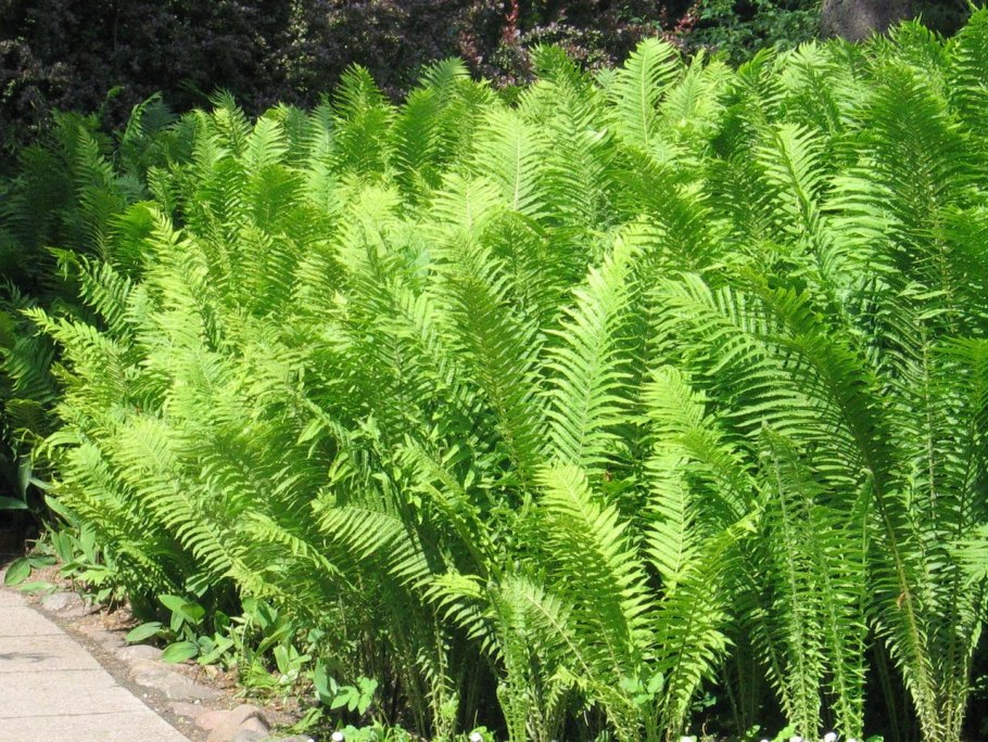 Matteuccia struthiopteris