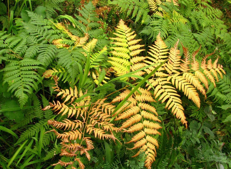Щитовник китайский dryopteris chinensis