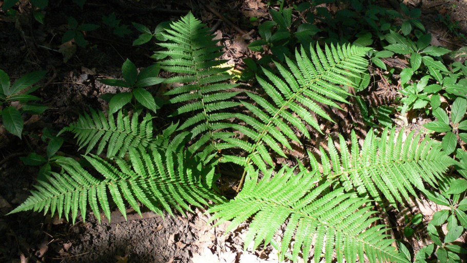 Псилотовидные папоротники