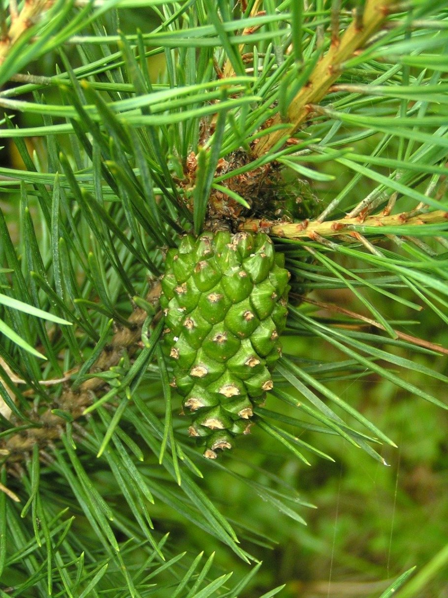 Маленькие зеленые шишки