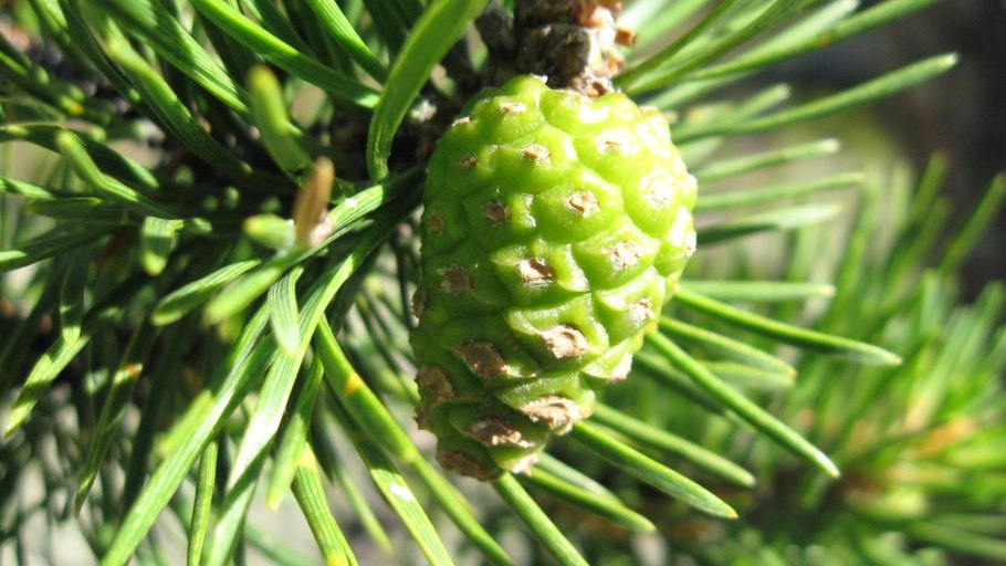 Кедр Вирджинии шишки зеленые