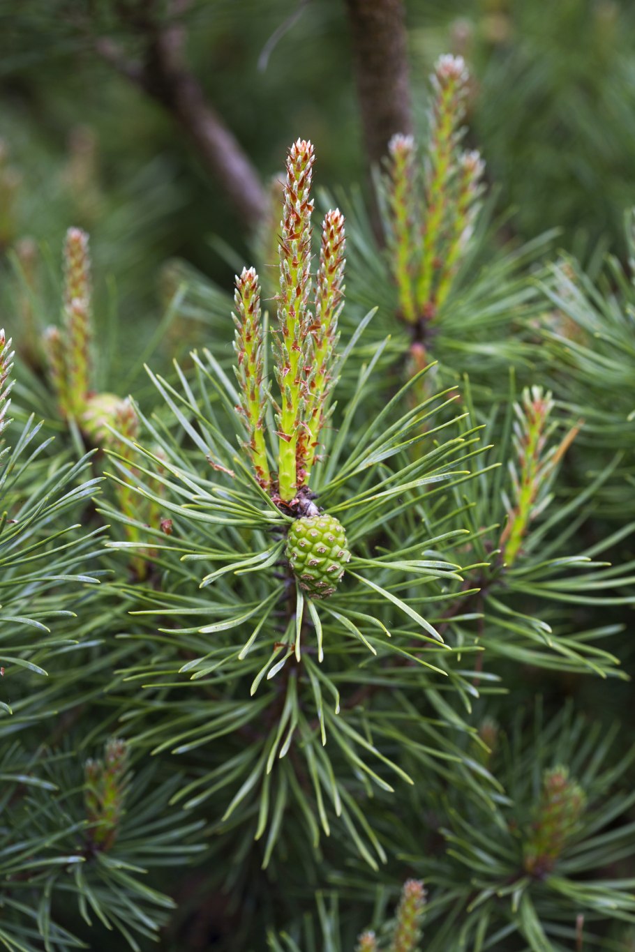 Молодые сосновые шишки