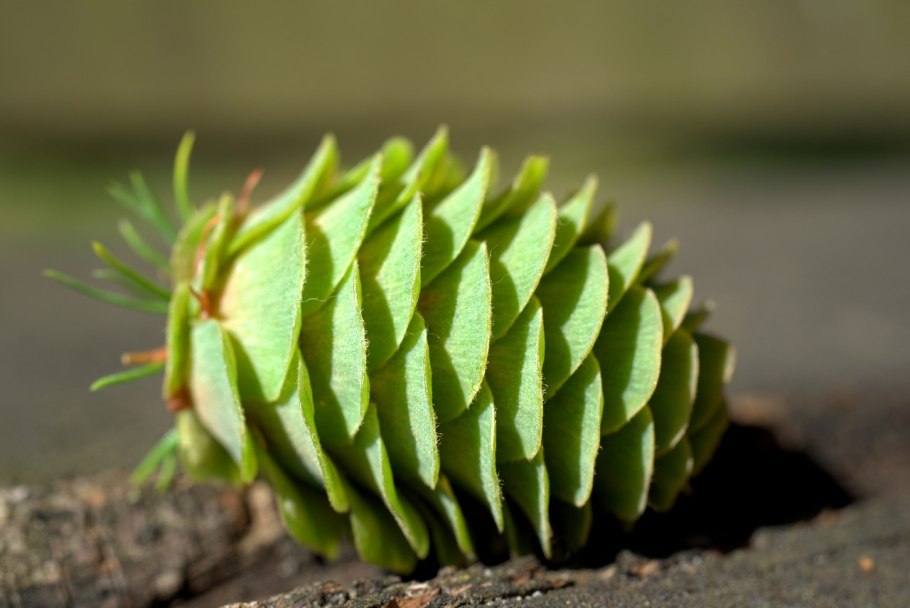 Молодые зеленые шишки