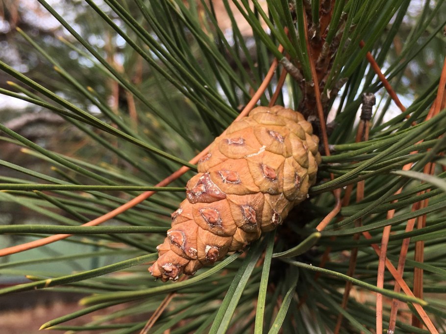 Зеленые шишки кедра