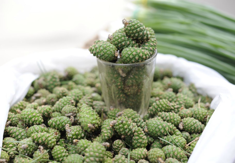 Зелёные шишки сосны