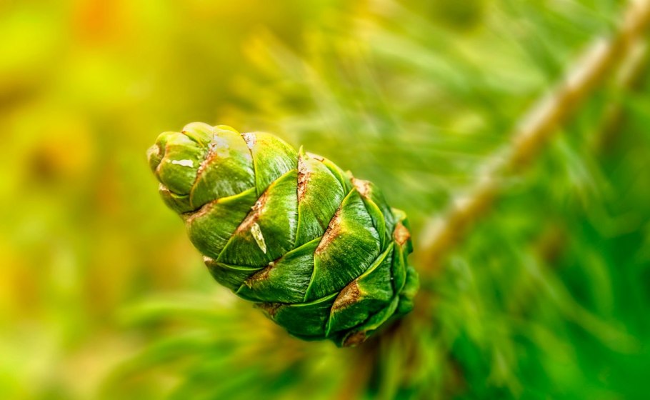 Пиния сосна шишка