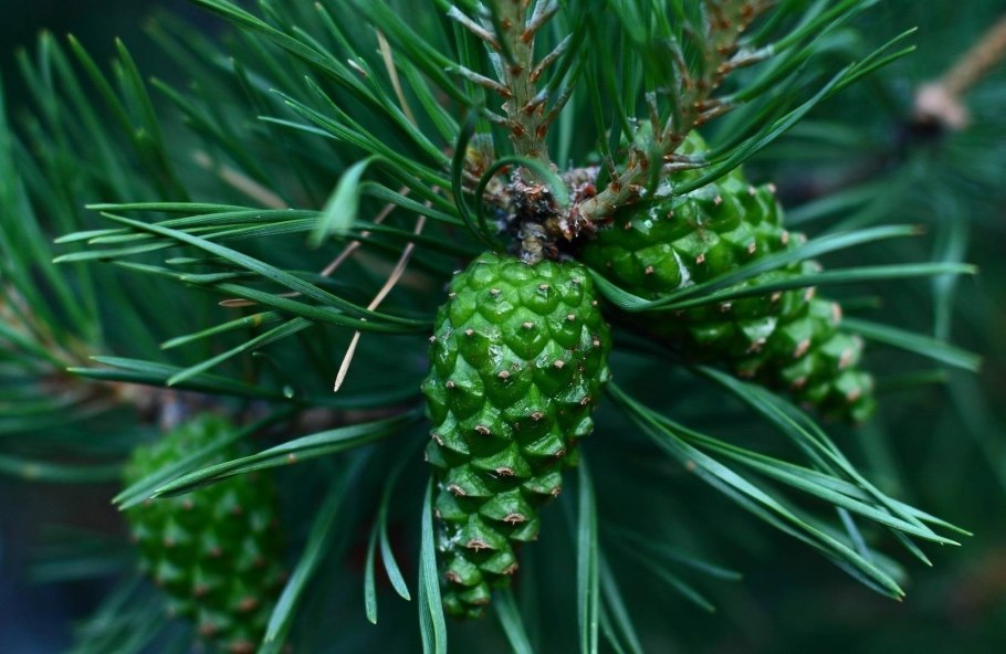 Шишки сосны фото зеленые