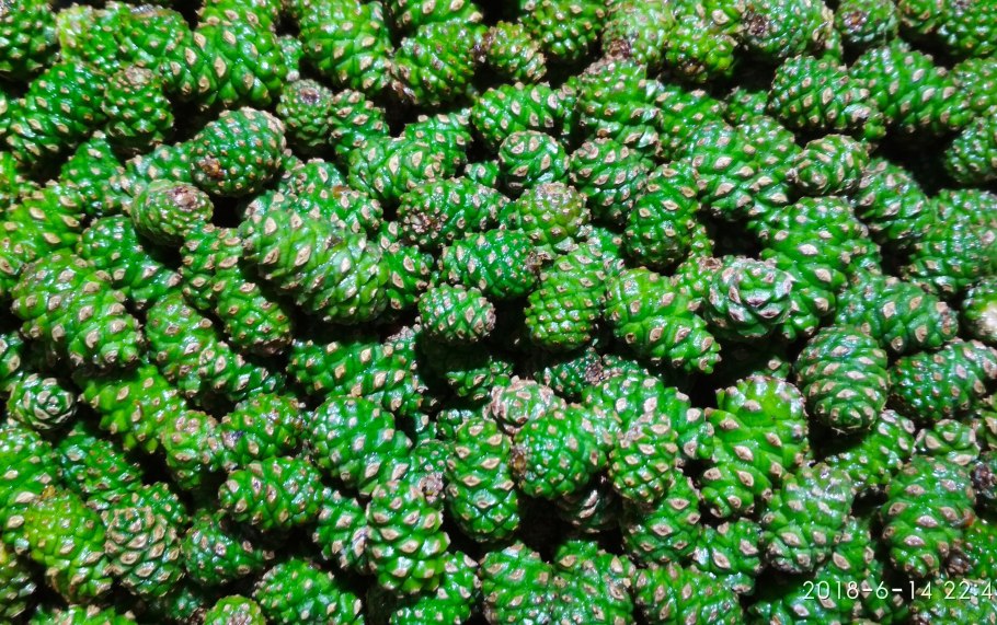 Зеленые сосновые шишки