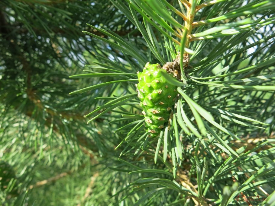 Зеленые шишки