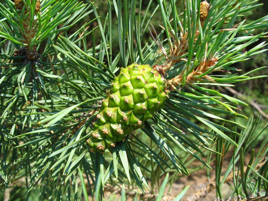 Сосновые шишки неспелые