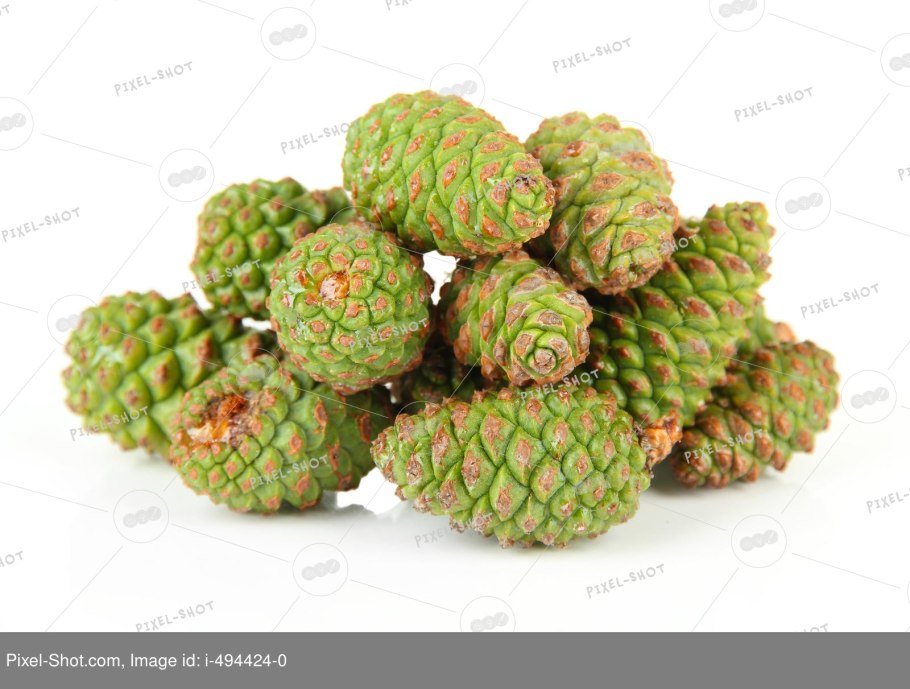 Нераскрытые шишки сосны