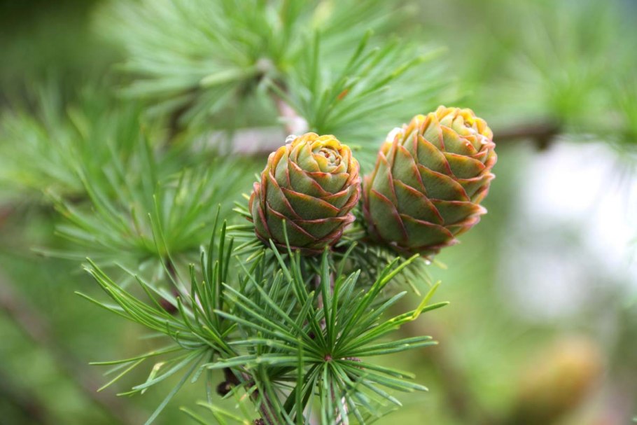 Пыльца Pinus Sylvestris