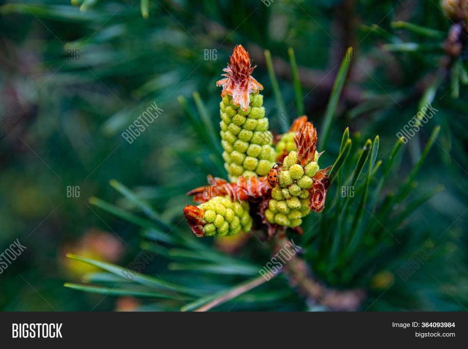 Кедровые шишки зеленые