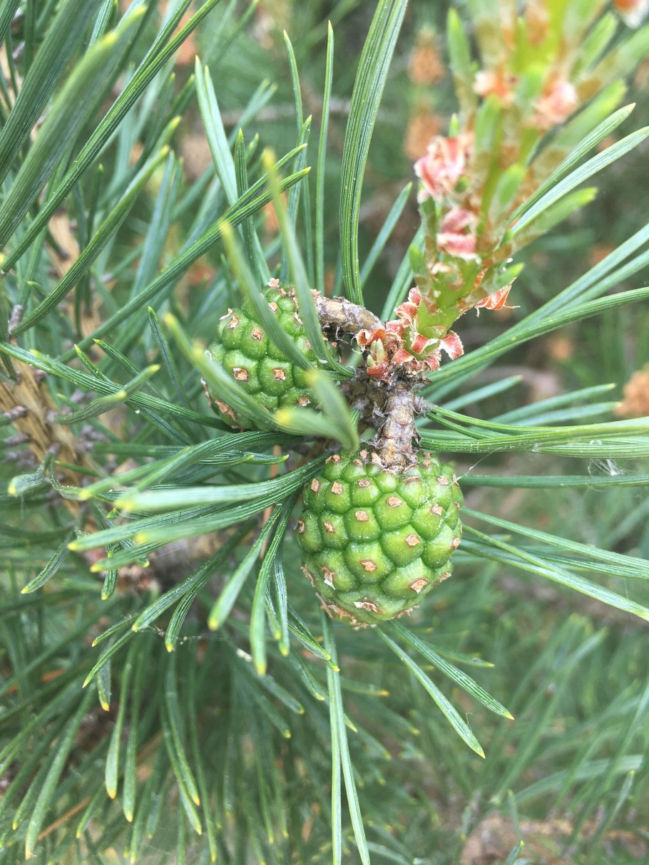 Мяндовая сосна