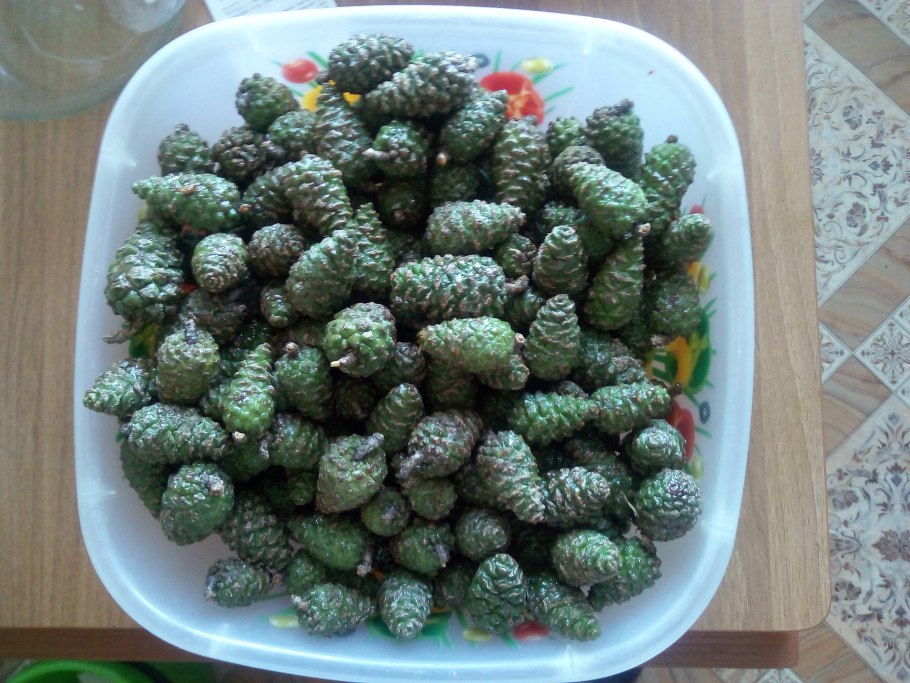 Молодые шишки сосны