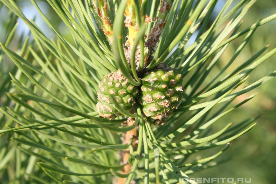 Сосна Бунге шишки