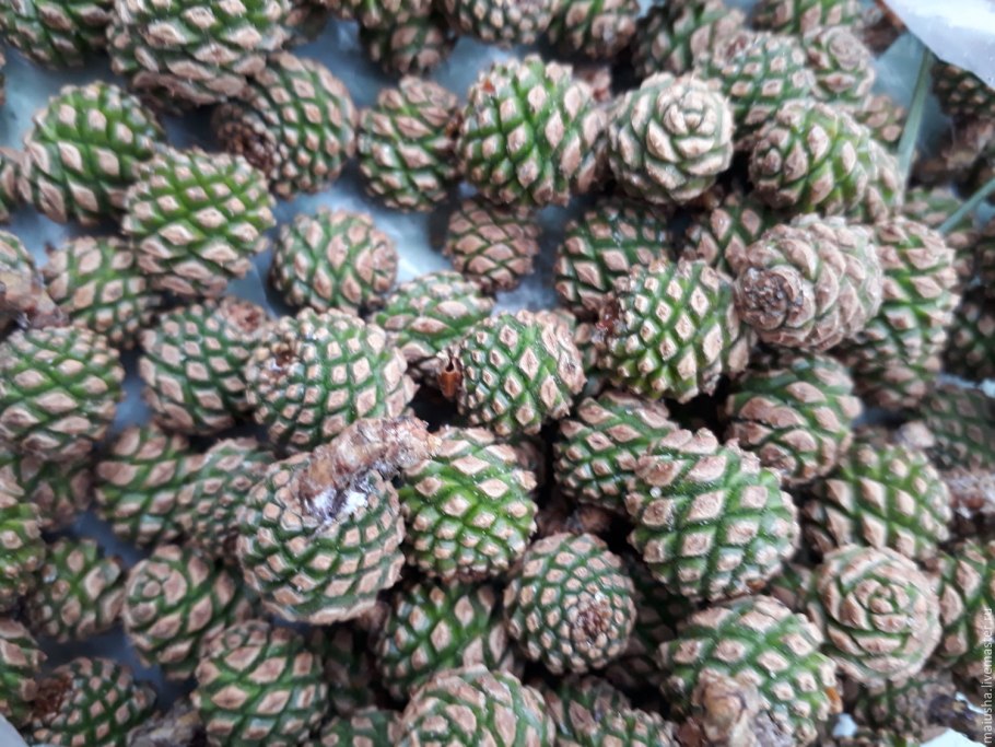 Лесные шишки