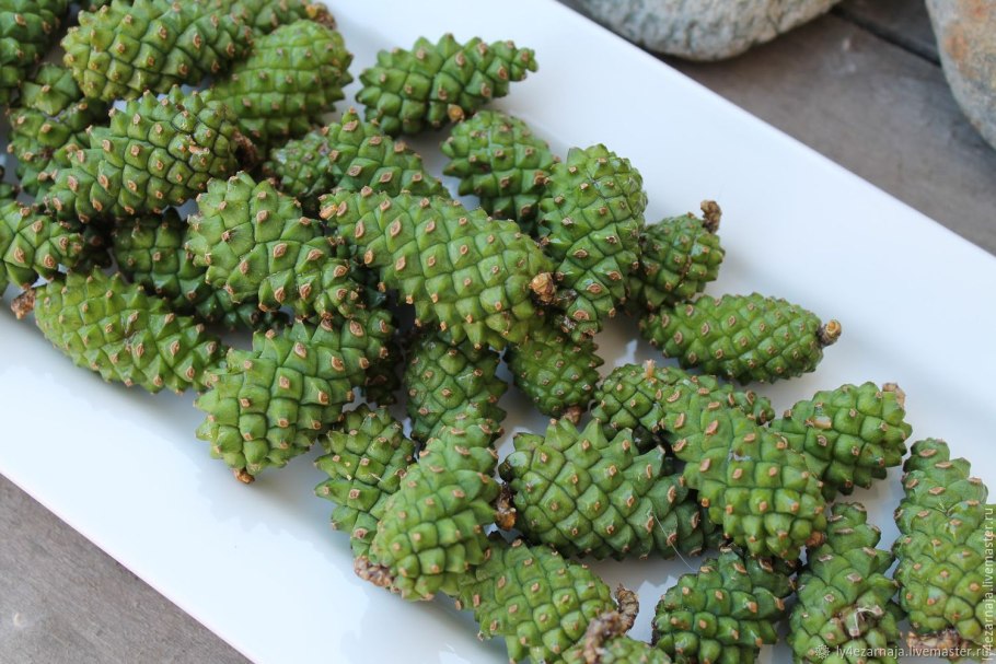 Зеленые сосновые шишки