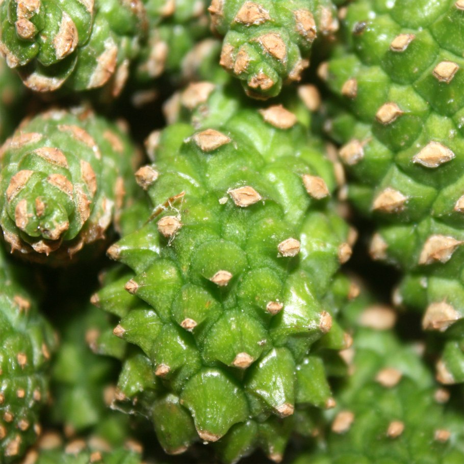 Зеленая Кедровая шишка