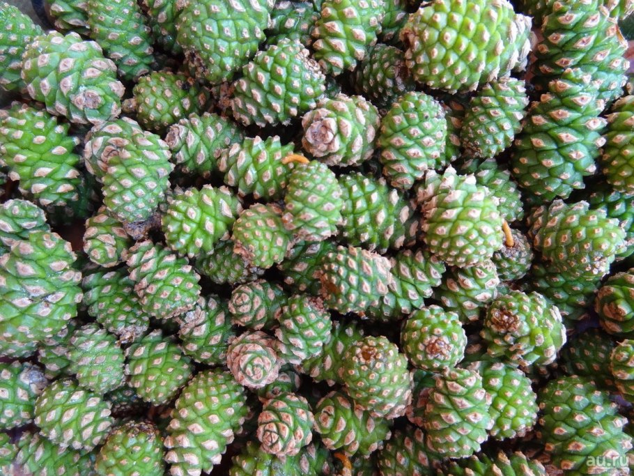 Незрелые шишки сосна