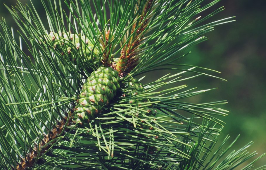 Кедр Макросъемка