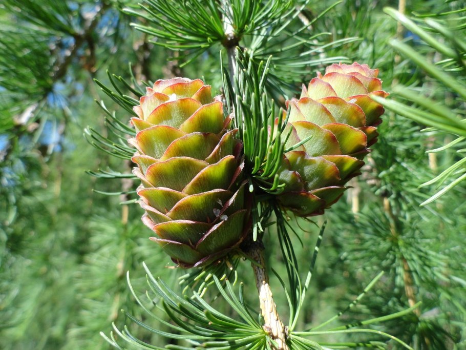 Мужские шишки сосны обыкновенной