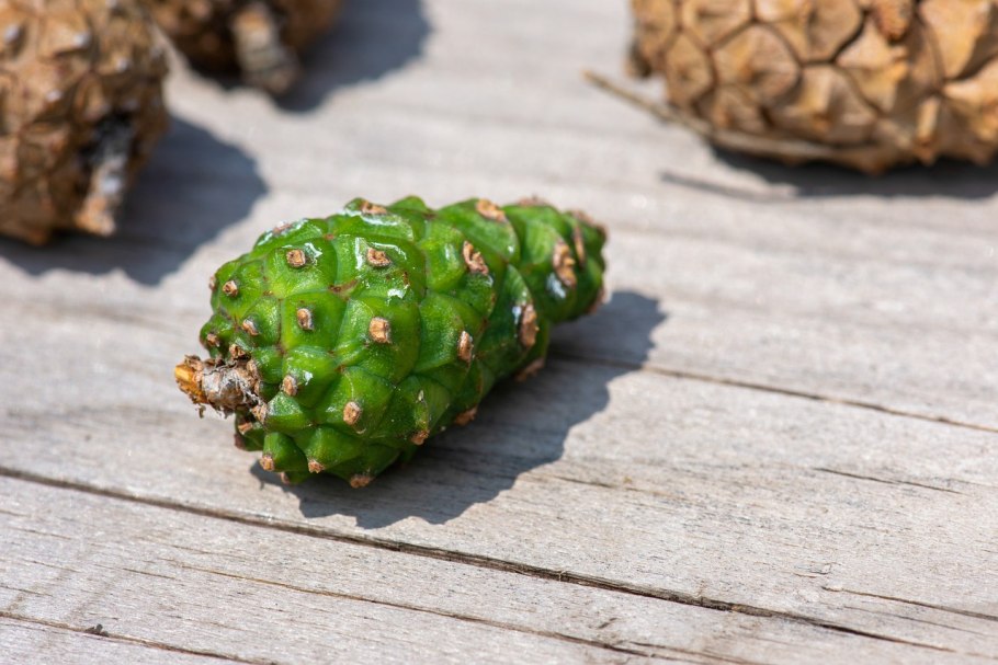 Сосновая шишка