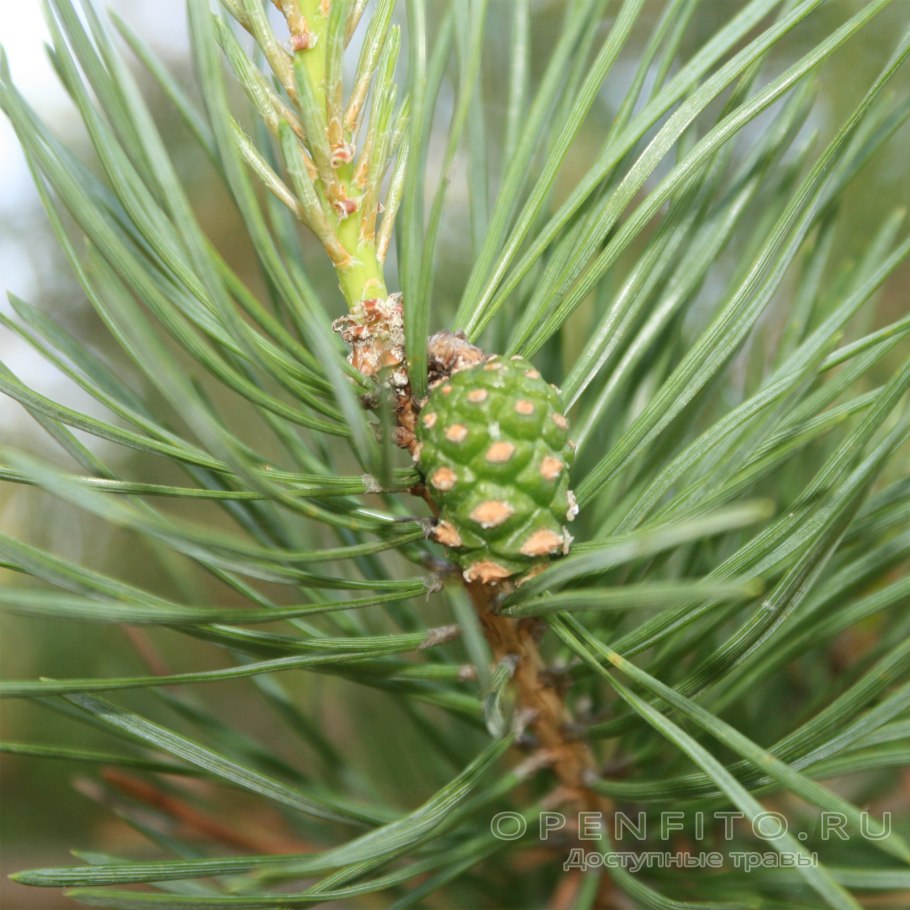Сосна с зелеными шишками