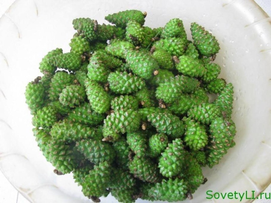 Зелёные шишки сосны