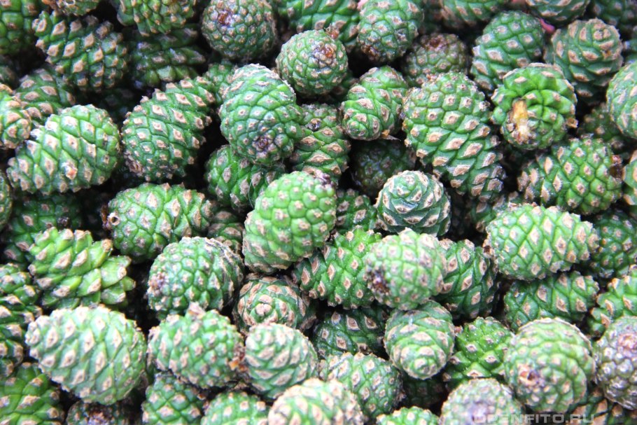 Шишки веймутовой сосны